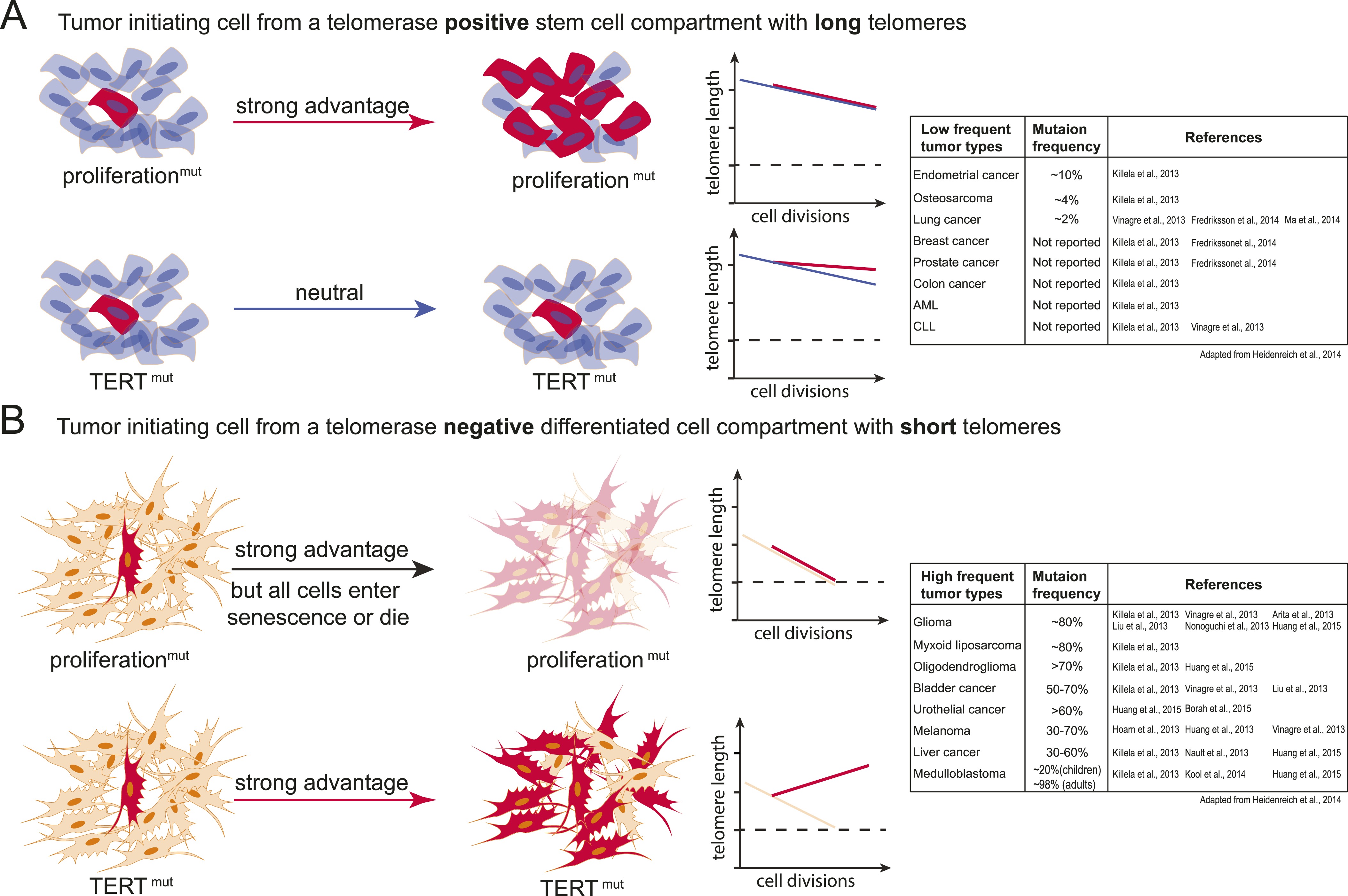 Figure 6 Cancer Associated TERT Promoter Mutations Abrogate