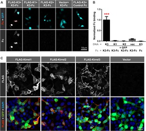 The intellectual disability gene Kirrel3 regulates target-specific ...