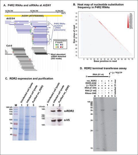 Identification of Pol IV and RDR2-dependent precursors of 24 nt siRNAs ...