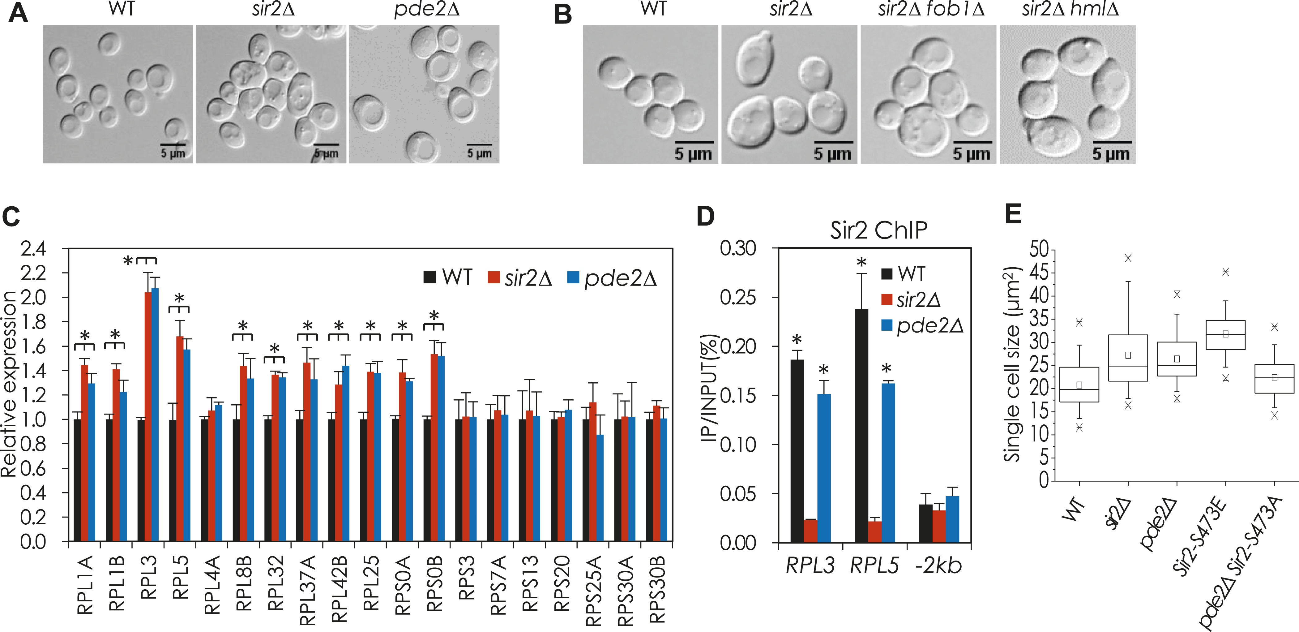 Figure 2\u2014figure supplement 3. | Sir2 phosphorylation through cAMP-PKA ...