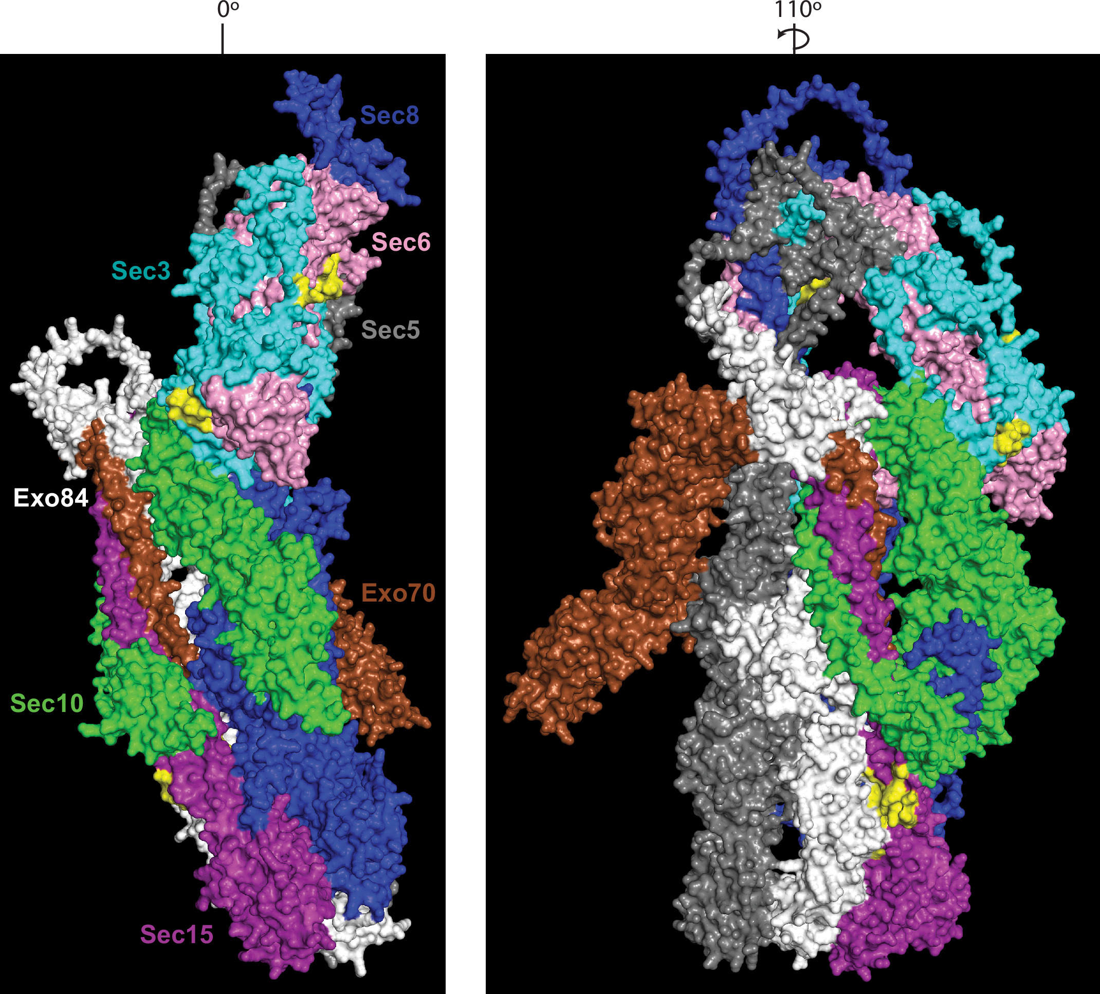Septins function in exocytosis via physical interactions with the ...