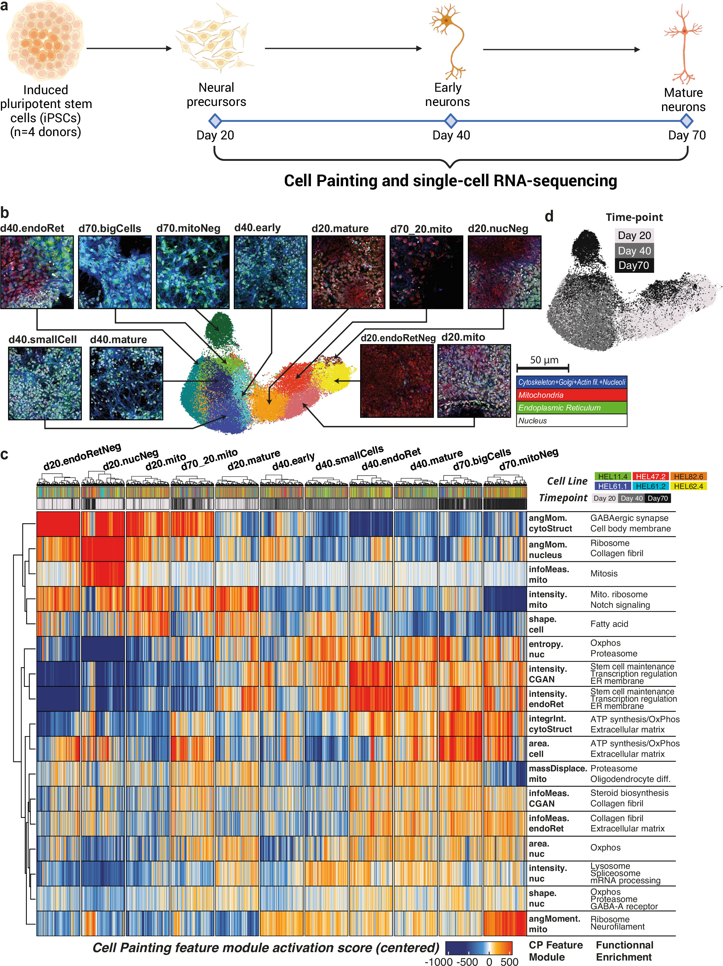 Joint profiling of cell morphology and gene expression during in vitro ...