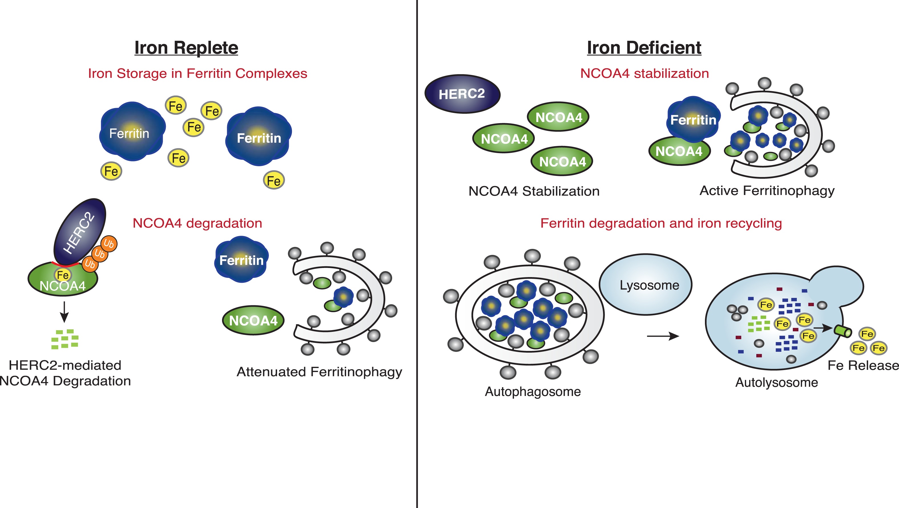 Ferritinophagy Via Ncoa Is Required For Erythropoiesis And Is