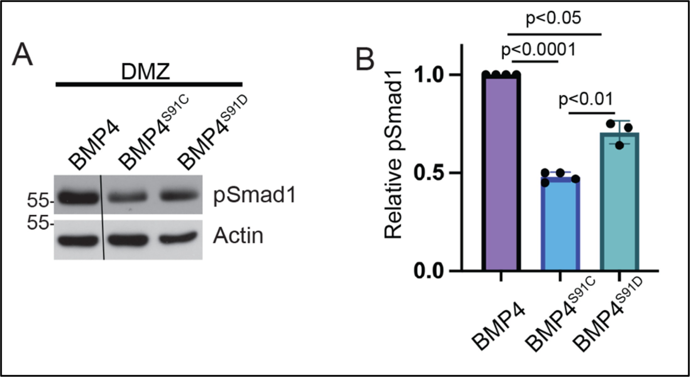 Mutations that prevent phosphorylation of the BMP4 prodomain impair ...