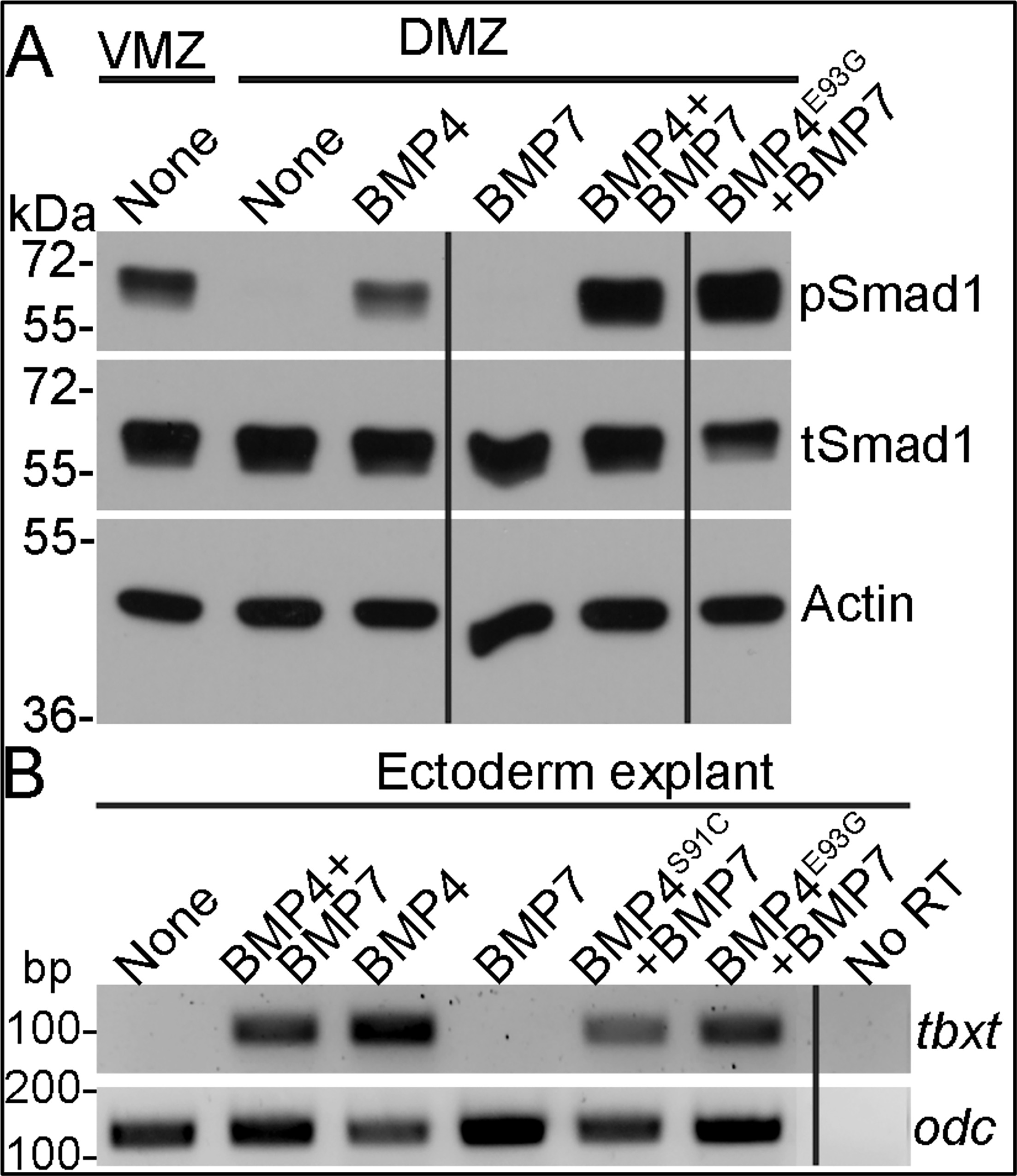 Mutations that prevent phosphorylation of the BMP4 prodomain impair ...