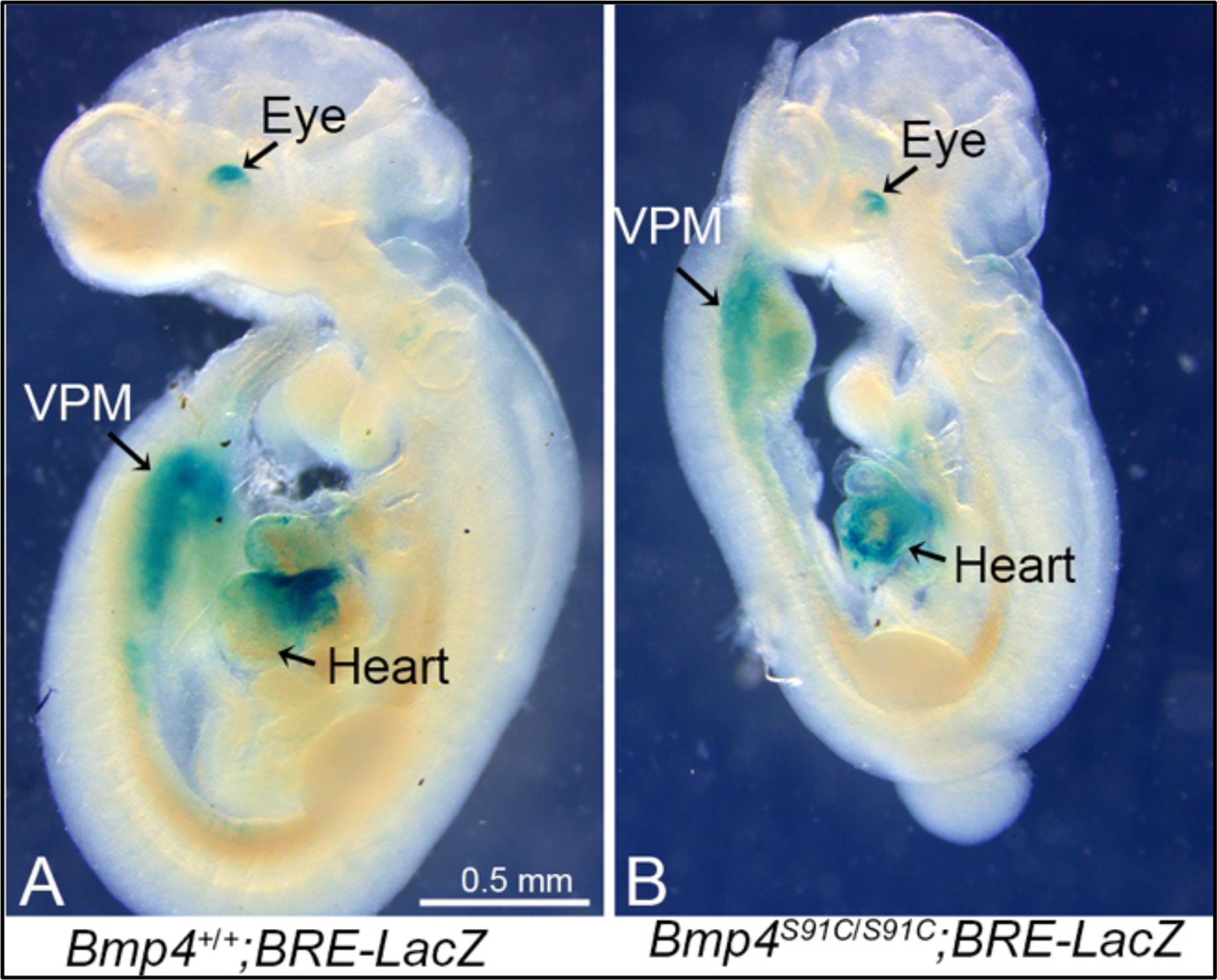 Mutations that prevent phosphorylation of the BMP4 prodomain impair ...