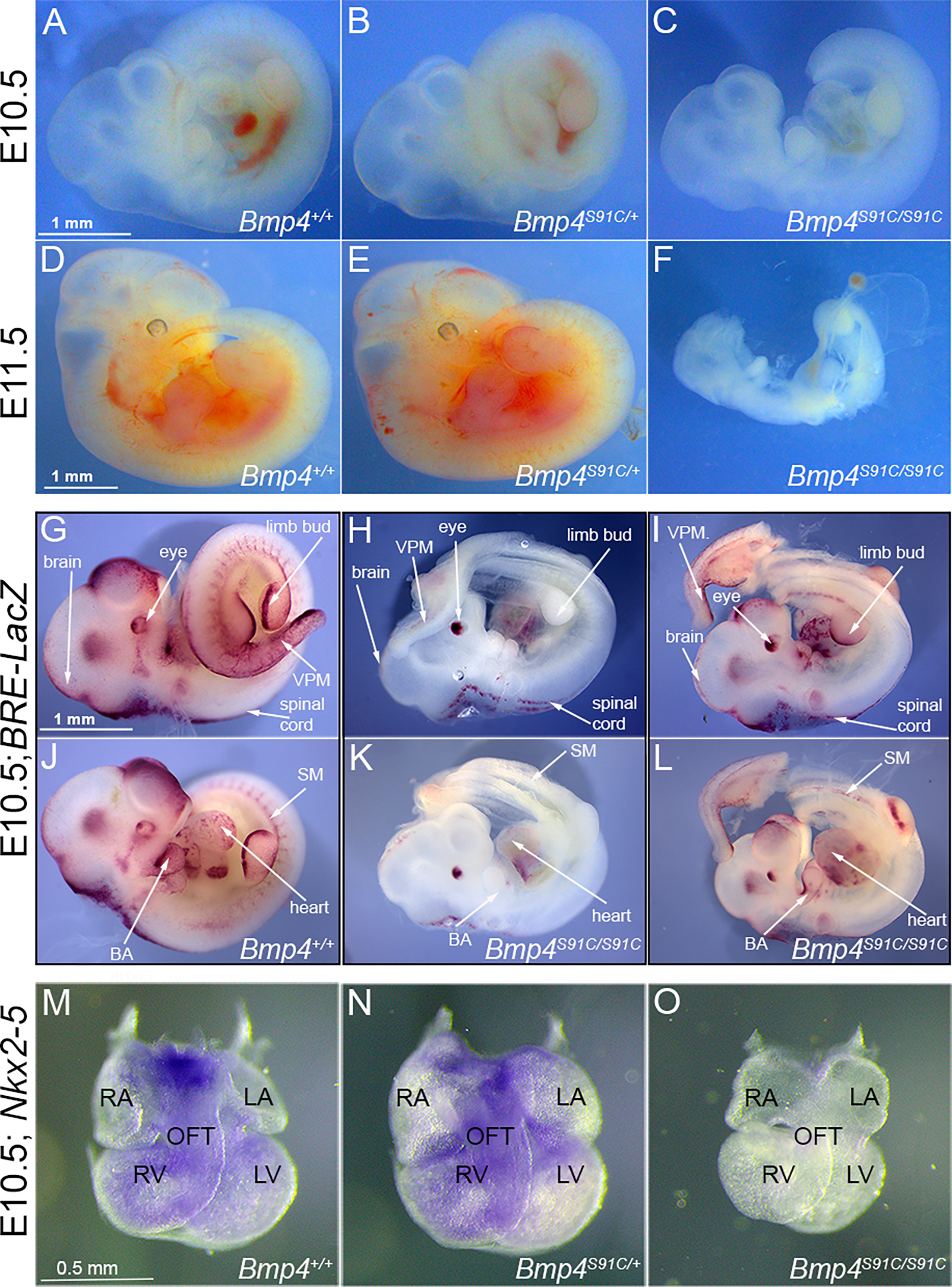 Mutations that prevent phosphorylation of the BMP4 prodomain impair ...