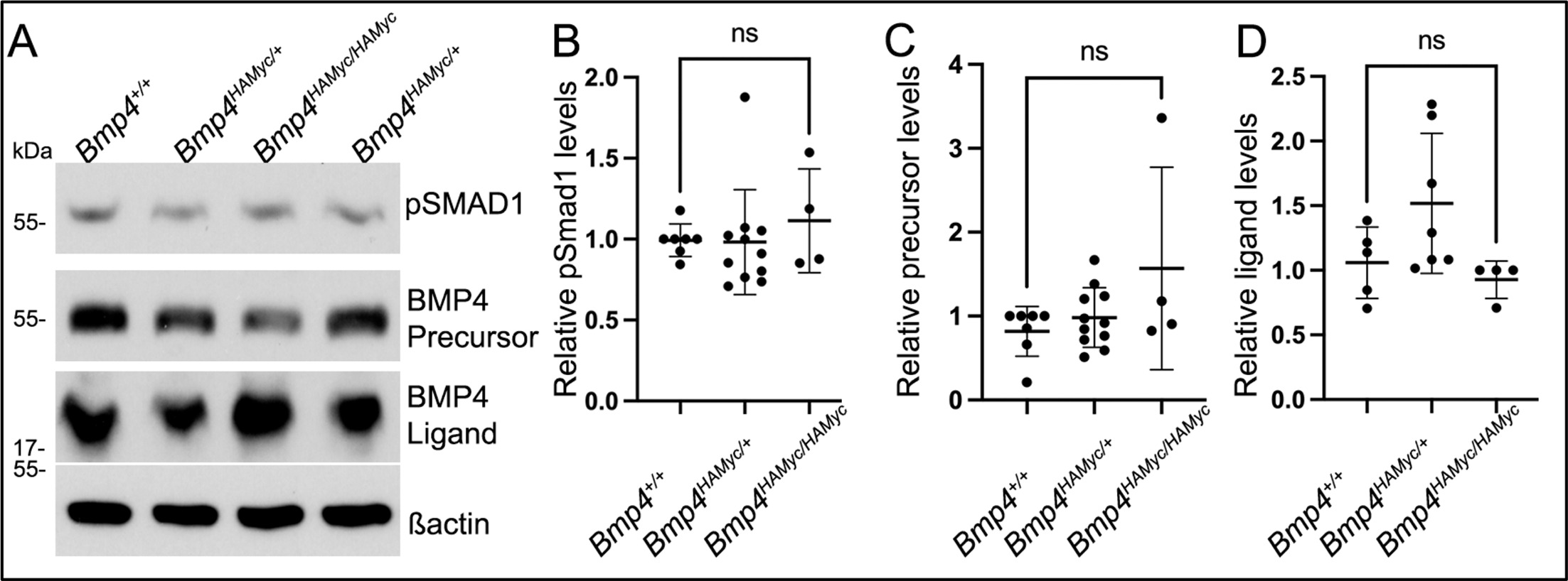 Mutations that prevent phosphorylation of the BMP4 prodomain impair ...