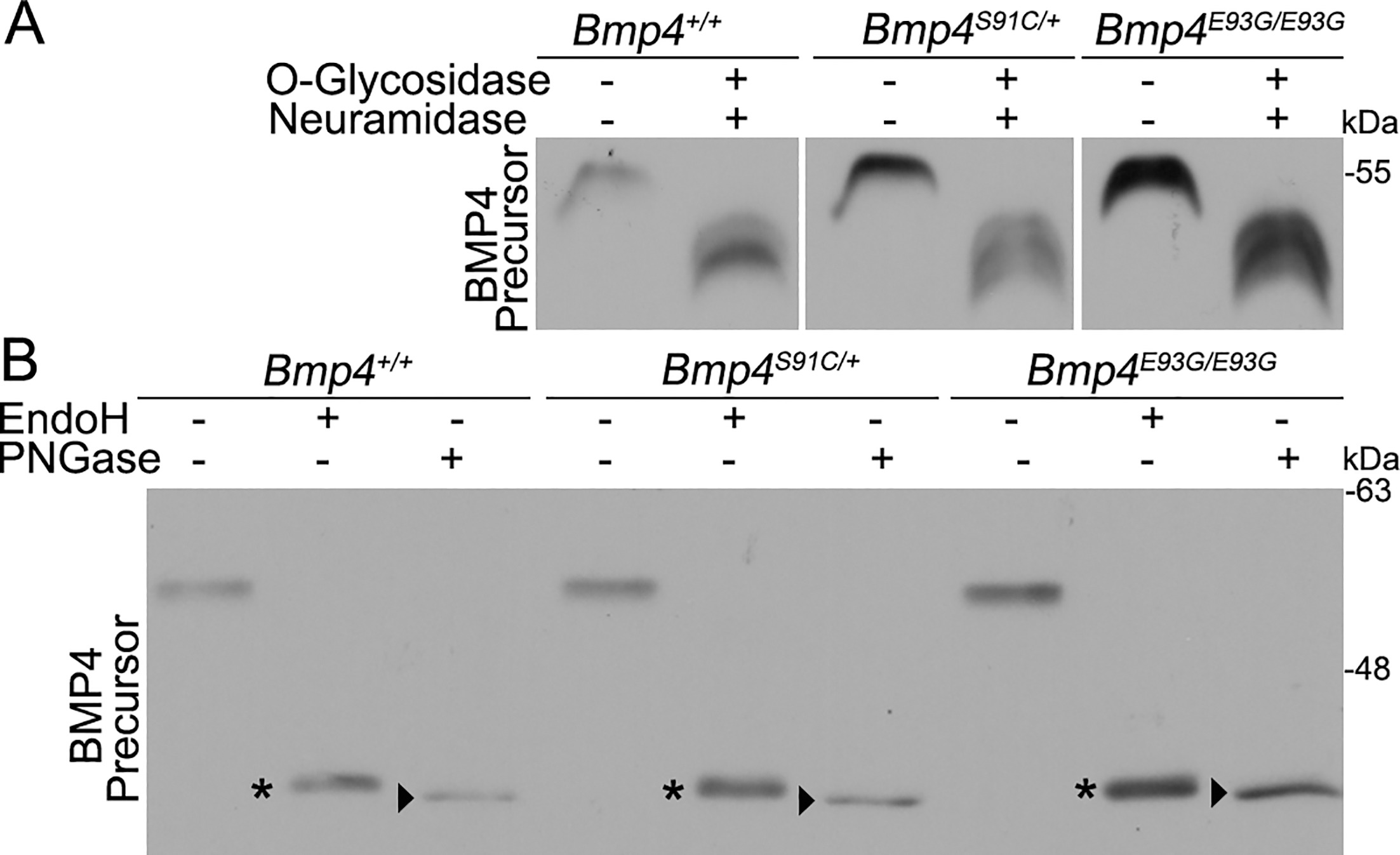 Mutations that prevent phosphorylation of the BMP4 prodomain impair ...