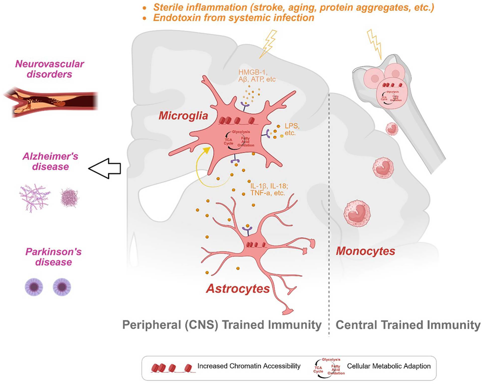 Trained immunity in acute and chronic neurological diseases | eLife Lens