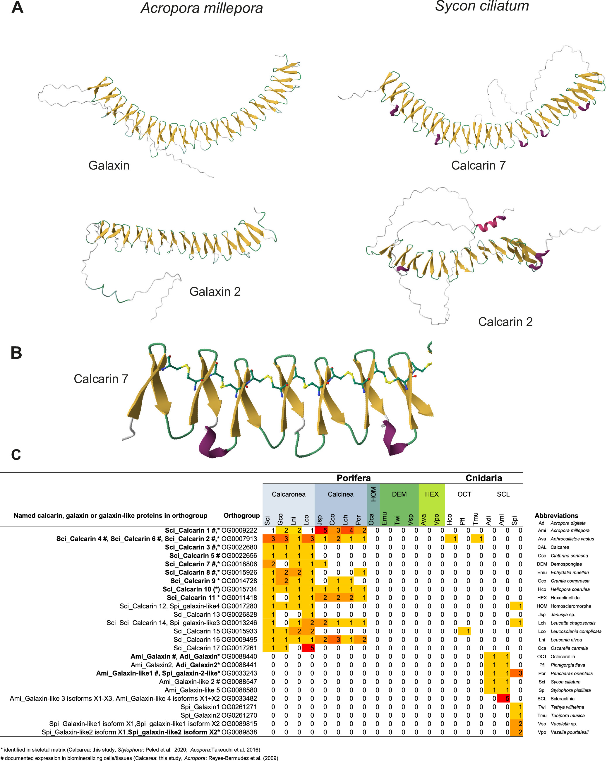 Genetic parallels in biomineralization of the calcareous sponge Sycon ...