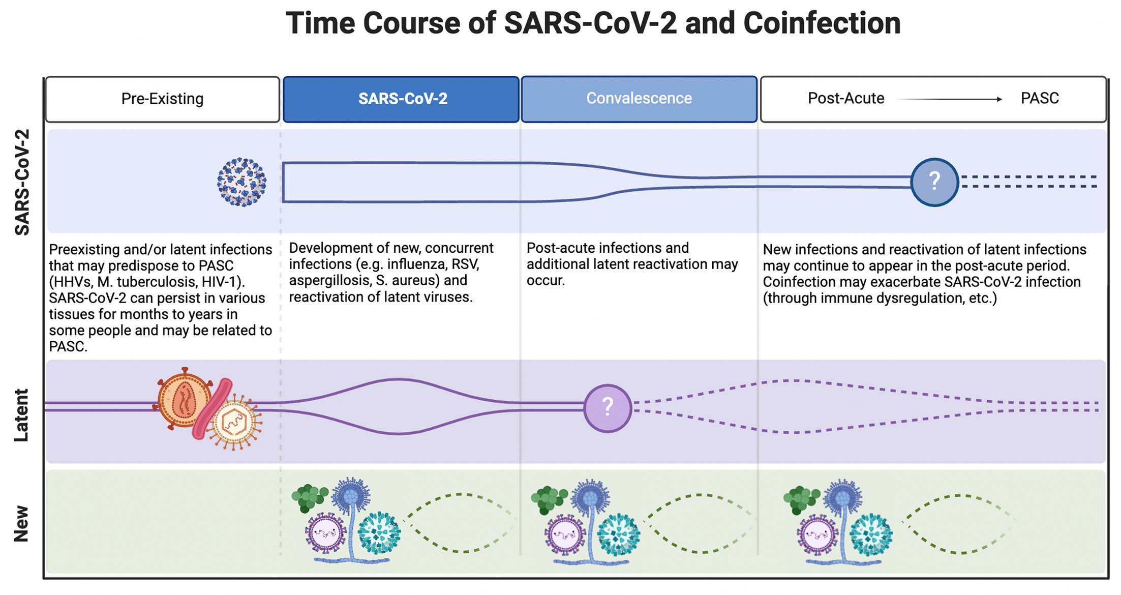 The role of co-infection in the pathogenesis of acute SARS-CoV-2 ...