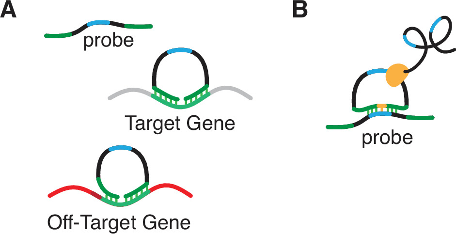 Evidence of off-target probe binding affecting 10x Genomics Xenium gene ...