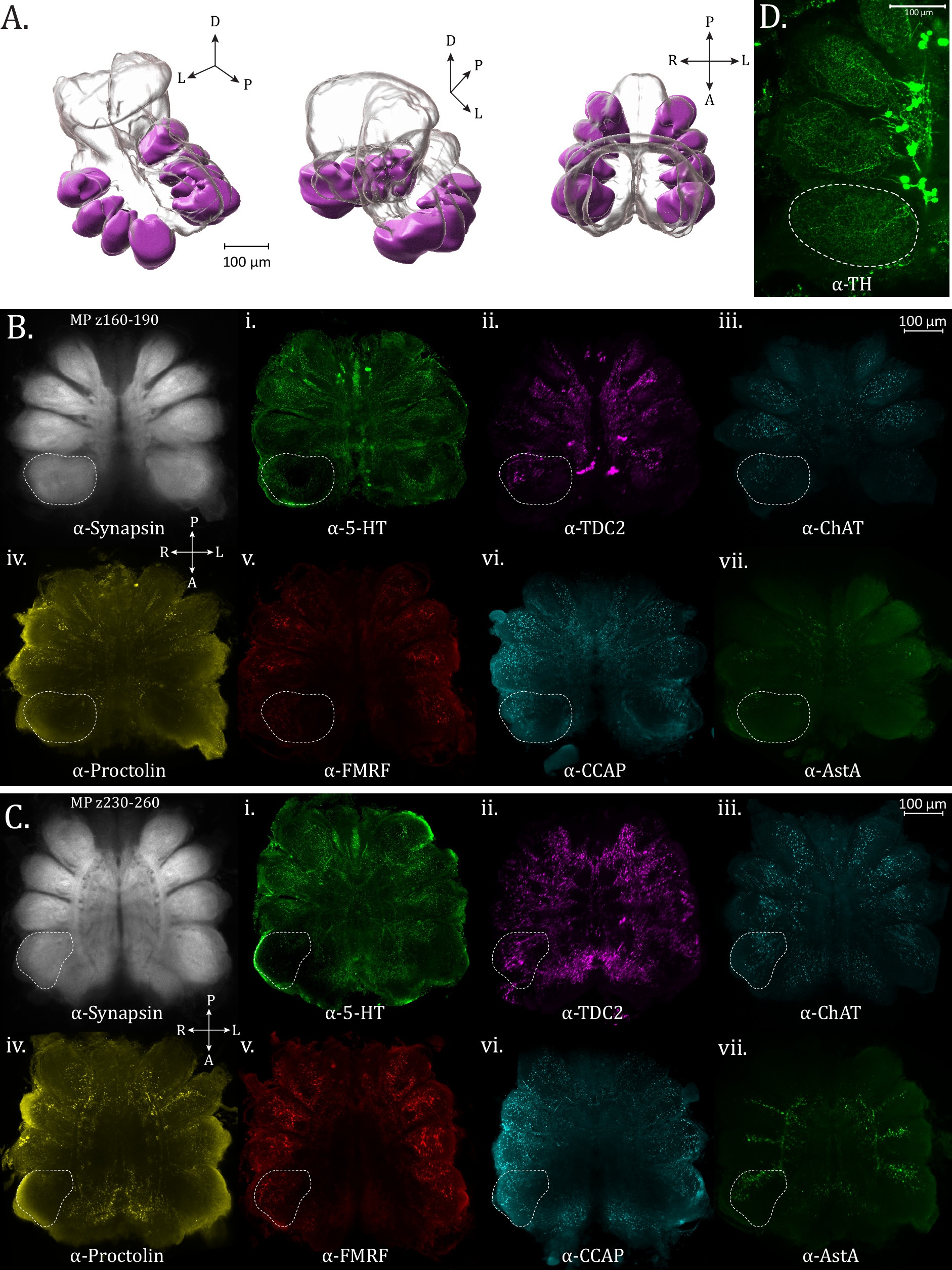 A three-dimensional immunofluorescence atlas of the brain of the ...