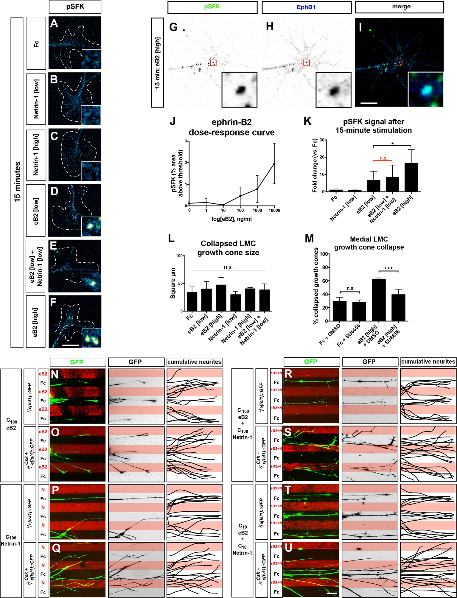 Synergistic integration of Netrin and ephrin axon guidance signals by ...