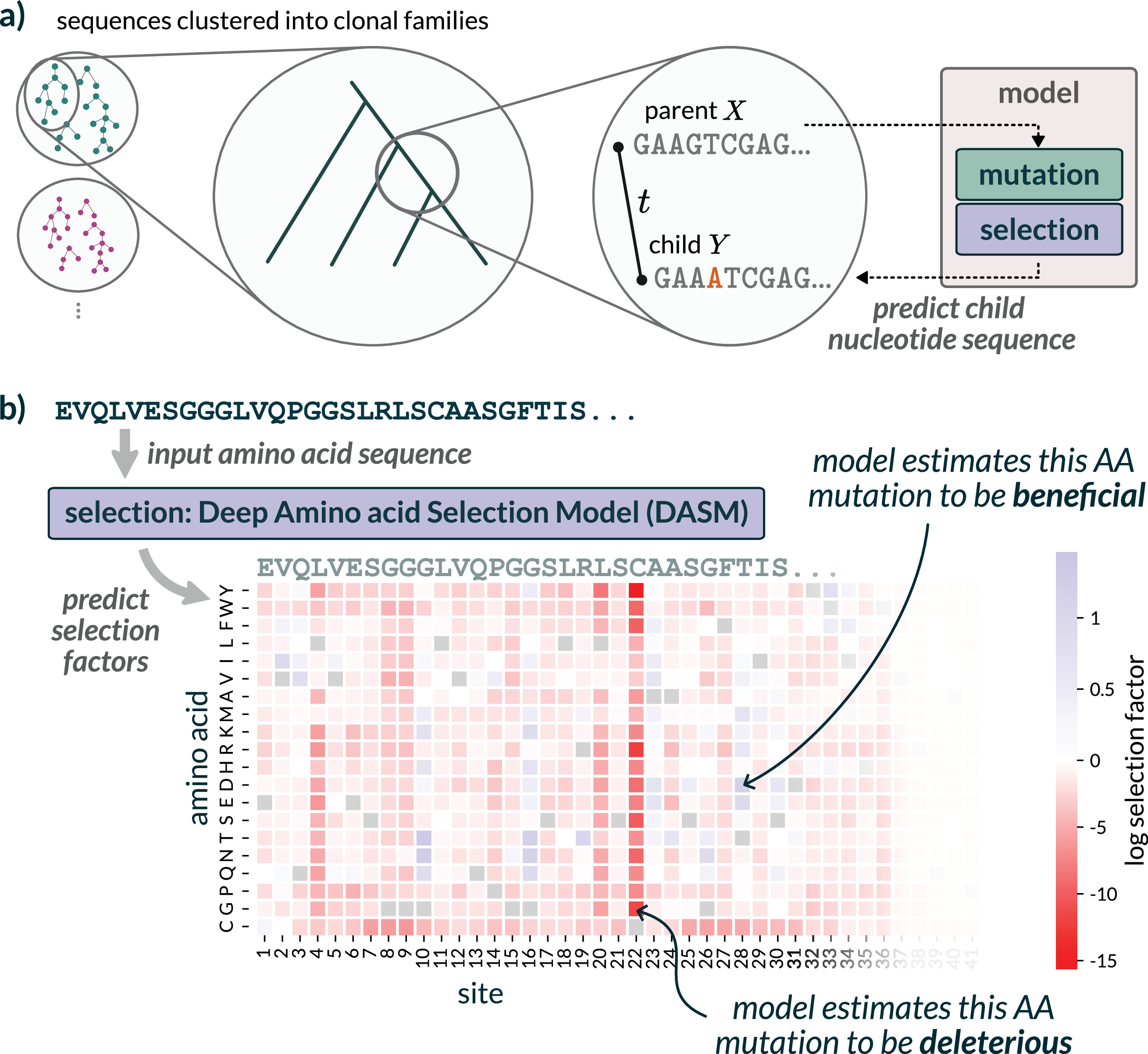 Separating selection from mutation in antibody language models | eLife Lens