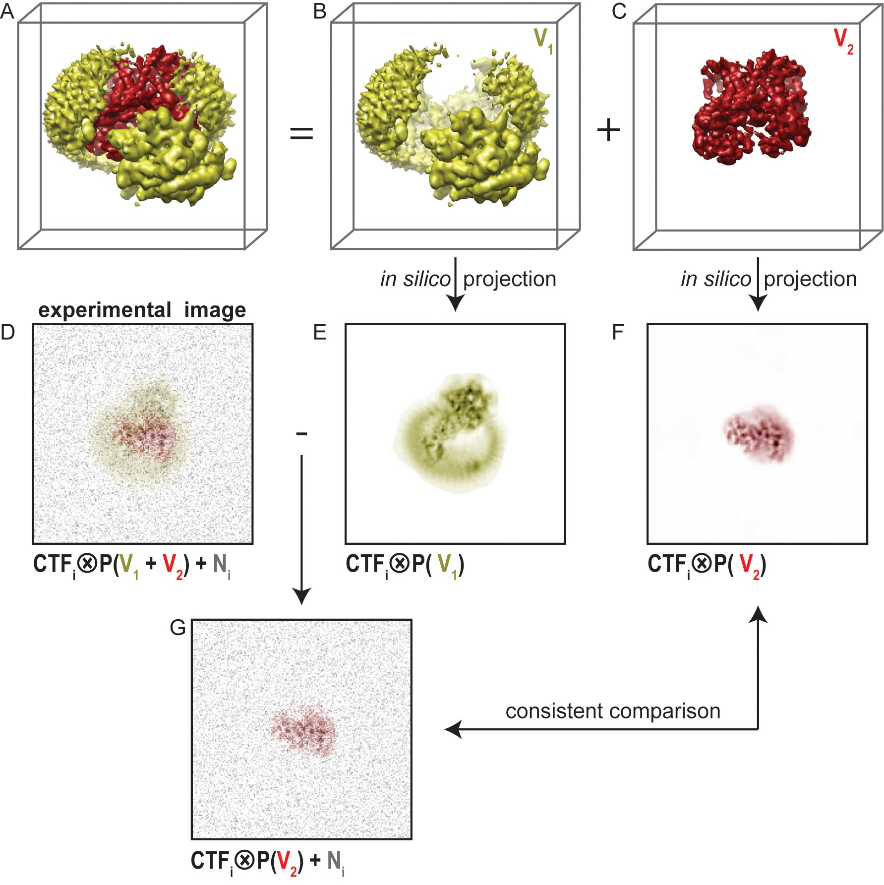 Sampling the conformational space of the catalytic subunit of human γ ...