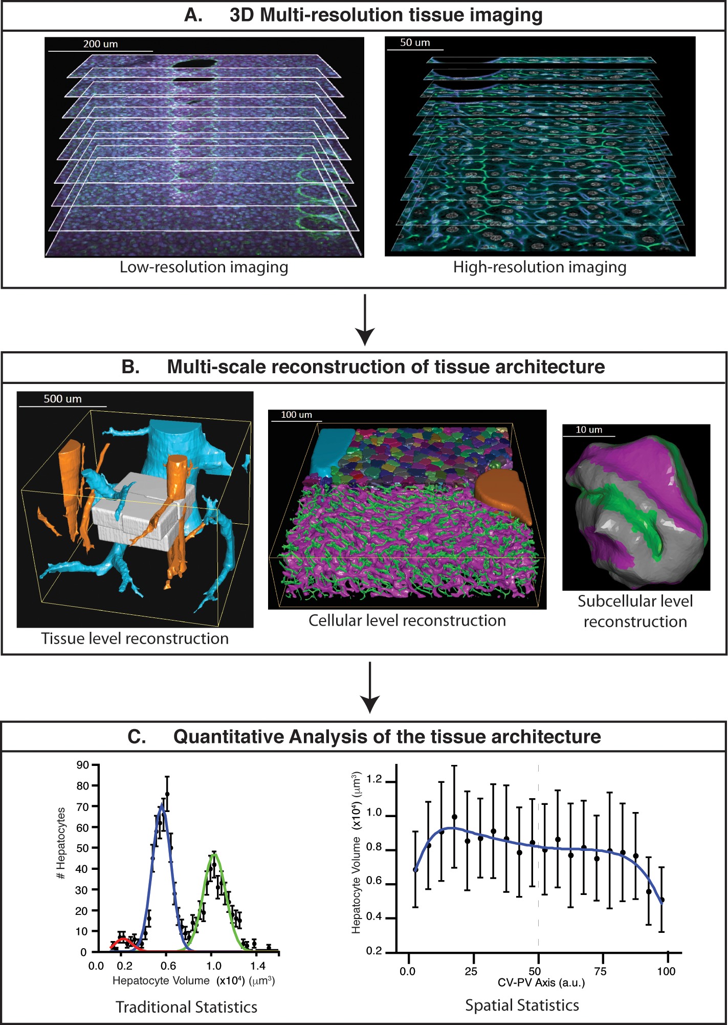 A versatile pipeline for the multi-scale digital reconstruction and ...