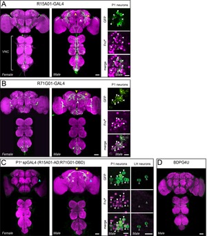 P1 interneurons promote a persistent internal state that enhances inter ...