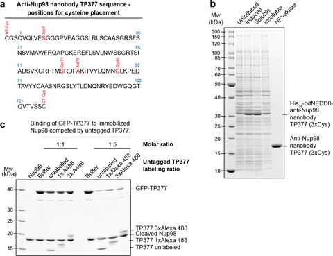 Nanobodies: site-specific labeling for super-resolution imaging, rapid ...