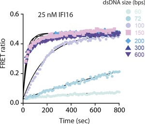 The innate immune sensor IFI16 recognizes foreign DNA in the nucleus by ...