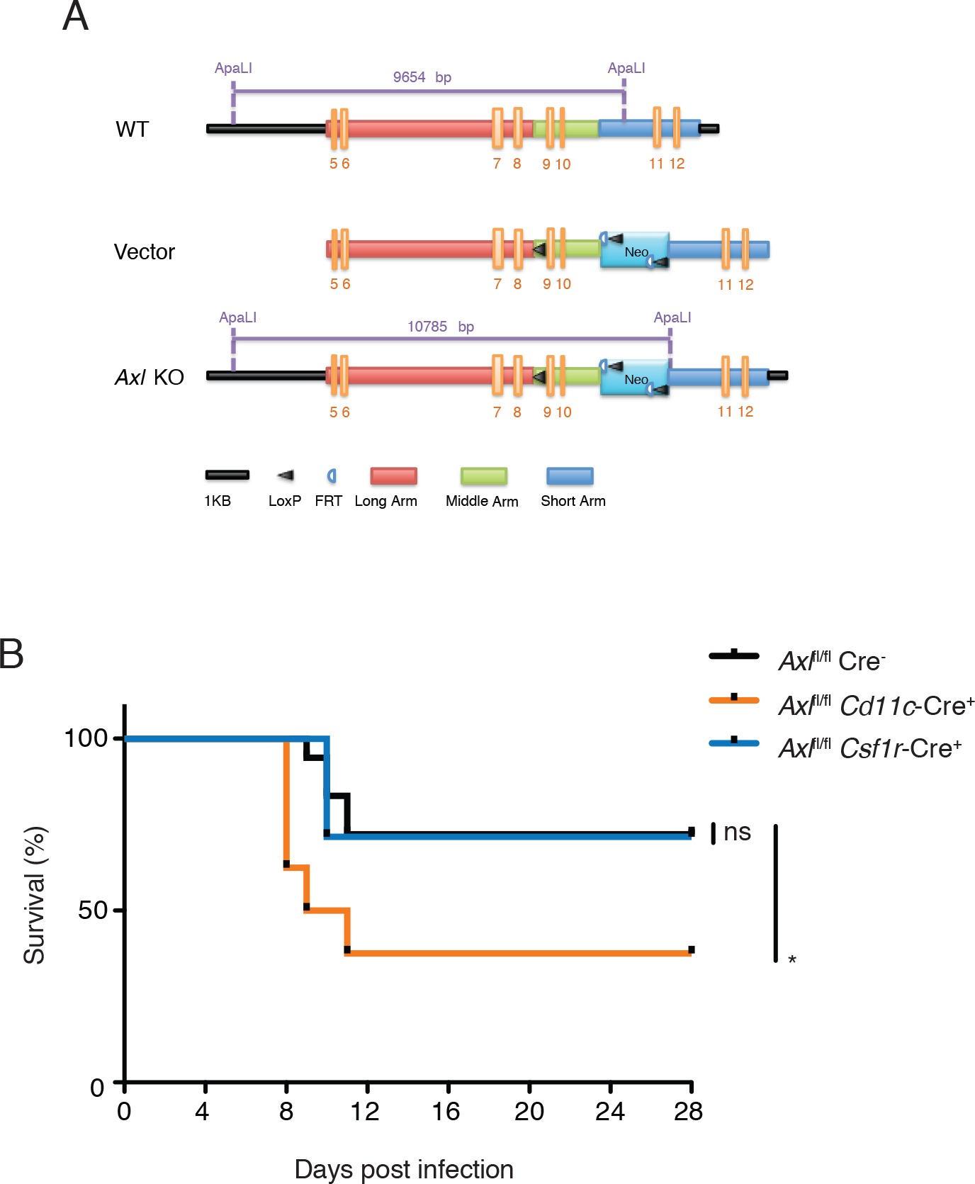 AXL receptor tyrosine kinase is required for T cell priming and ...