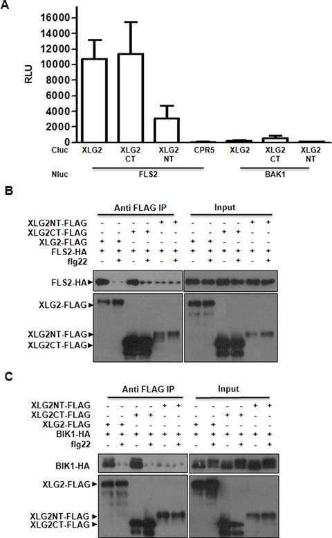 Figure 2 Arabidopsis Heterotrimeric G Proteins Regulate Immunity By 