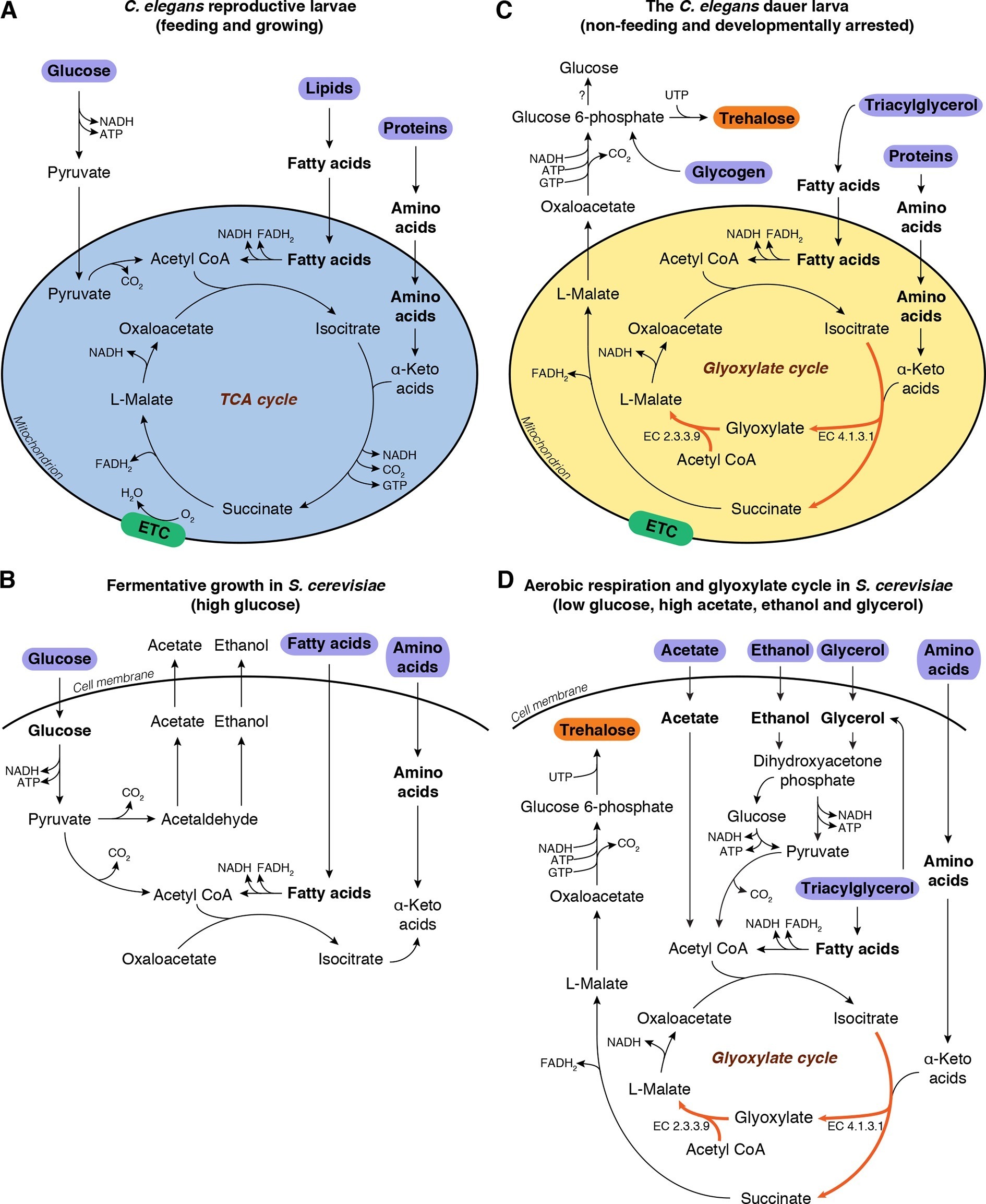 The glyoxylate shunt is essential for desiccation tolerance in C ...