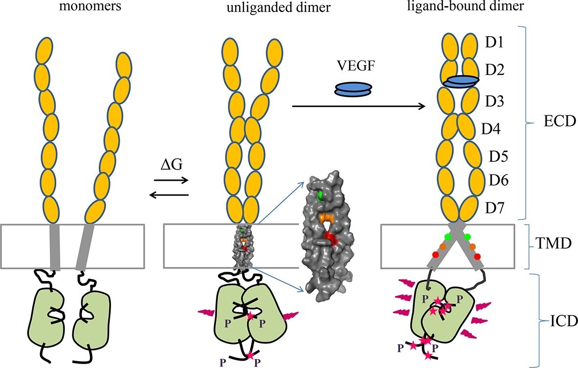 Vegfr 2 Conformational Switch In Response To Ligand Binding Elife