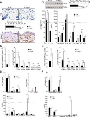 Epidermal RAF prevents allergic skin disease | eLife