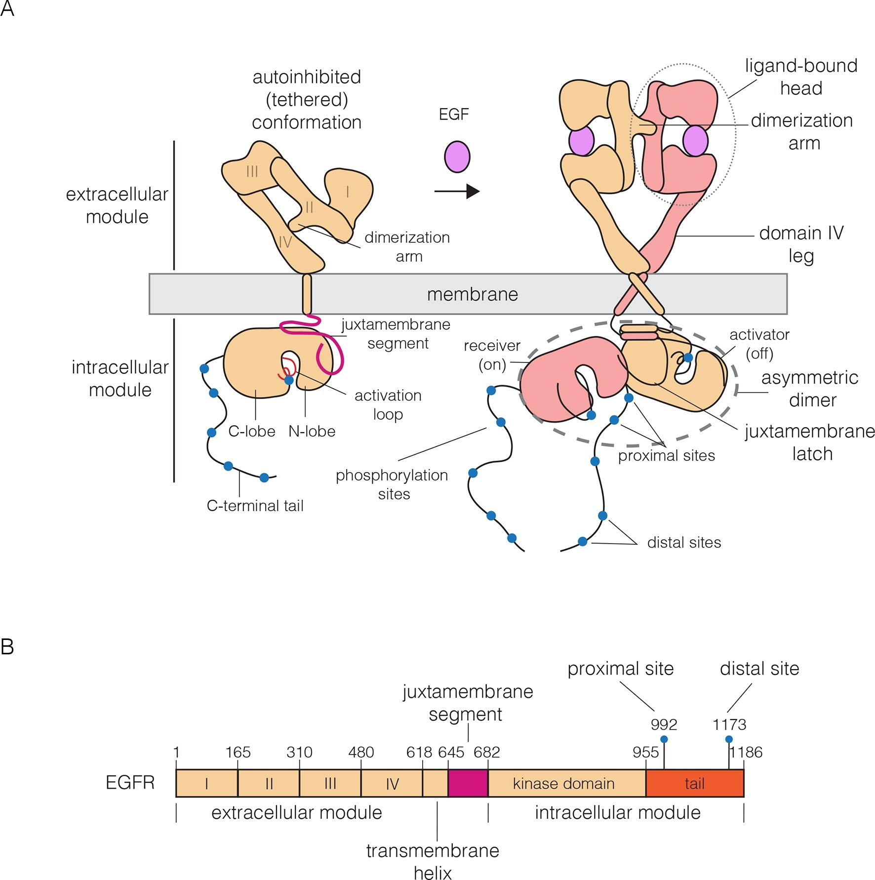 Egfr Protein Structure