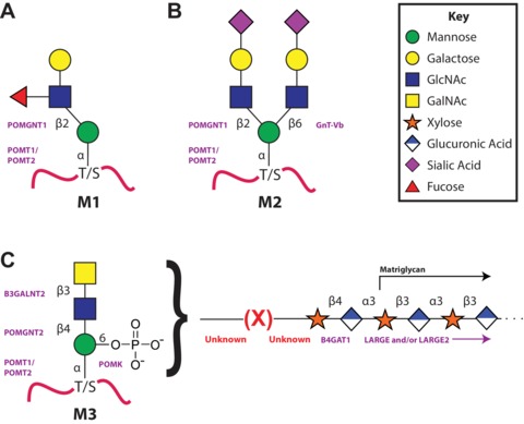 The functional O-mannose glycan on α-dystroglycan contains a phospho ...