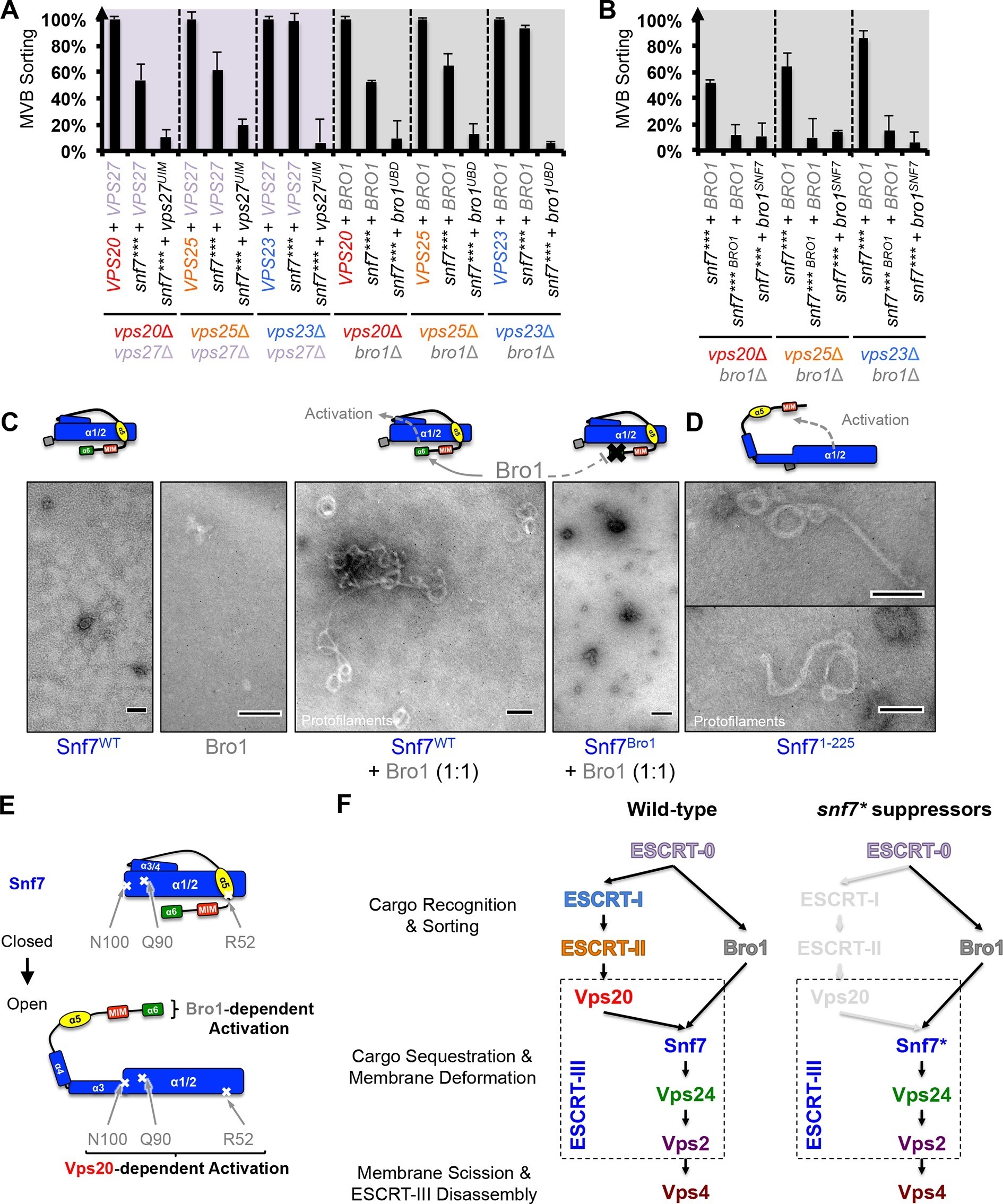 Escrt Iii Activation By Parallel Action Of Escrt I Ii And Escrt Bro