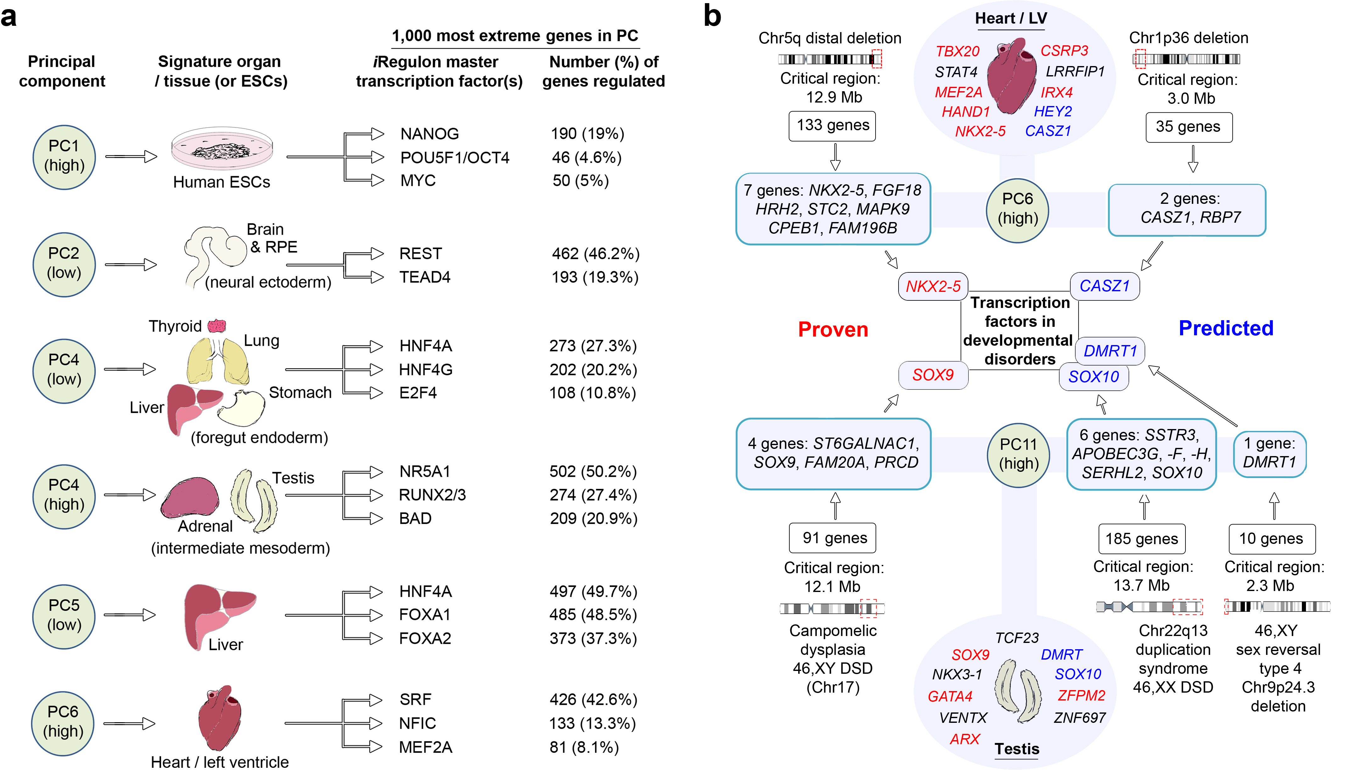 An Integrative Transcriptomic Atlas Of Organogenesis In Human Embryos ...