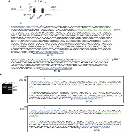 Regulation of alternative polyadenylation by Nkx2-5 and Xrn2 during ...