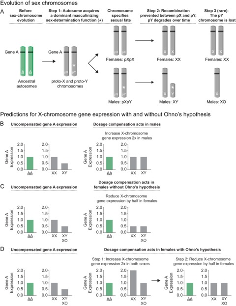 Chromosome-wide mechanisms to decouple gene expression from gene dose during sex-chromosome ...