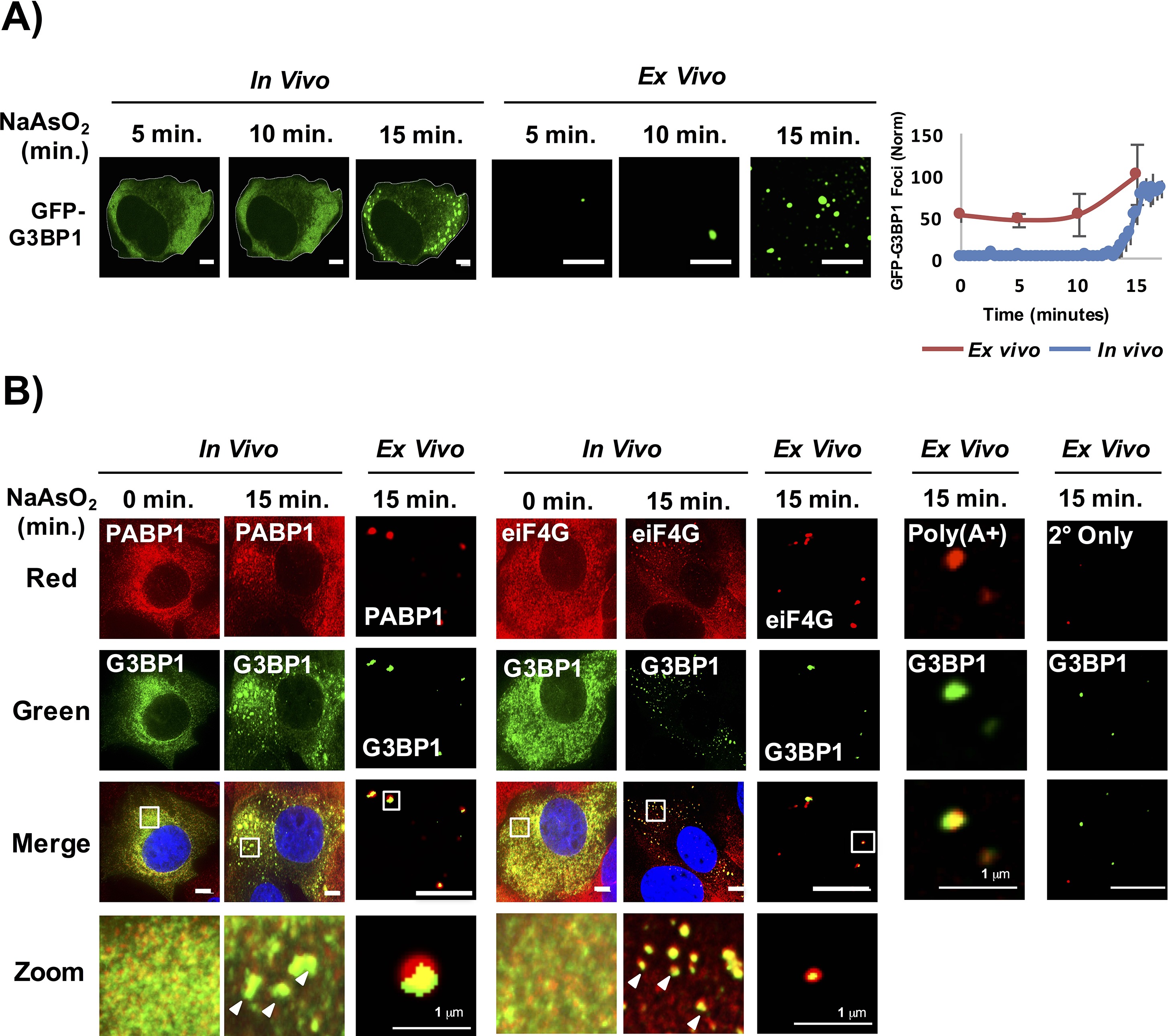 Distinct stages in stress granule assembly and disassembly | eLife