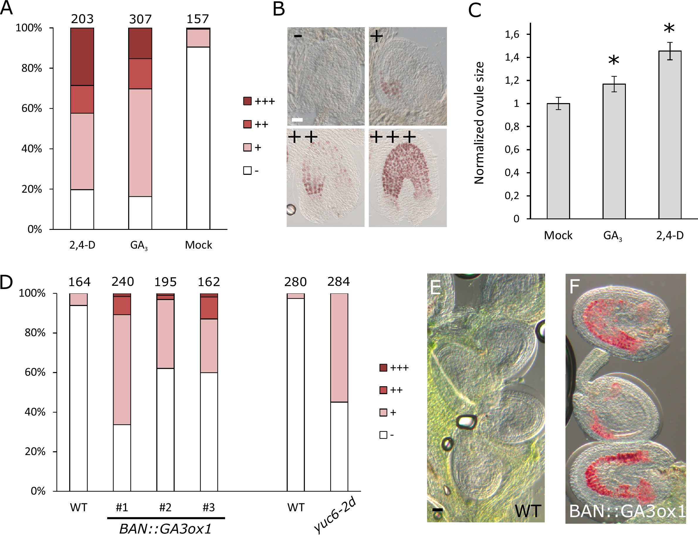 Auxin production in the endosperm drives seed coat development in ...