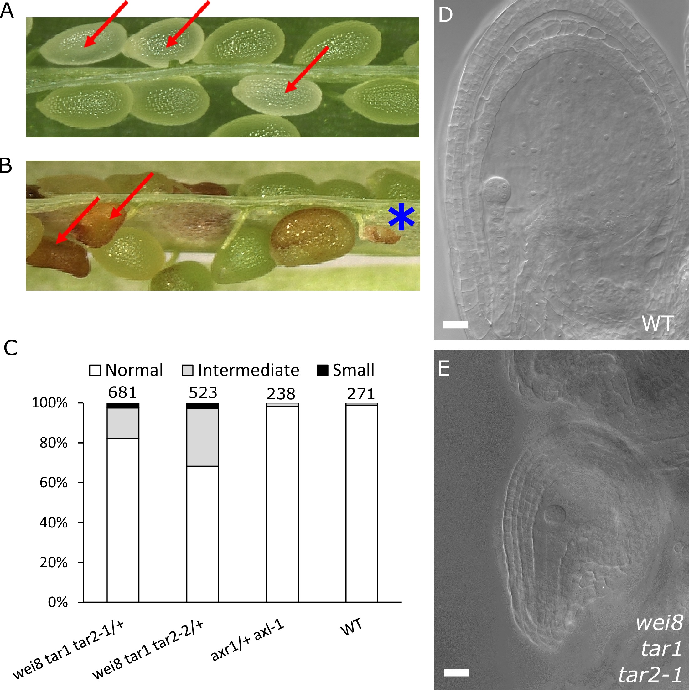 Auxin production in the endosperm drives seed coat development in ...