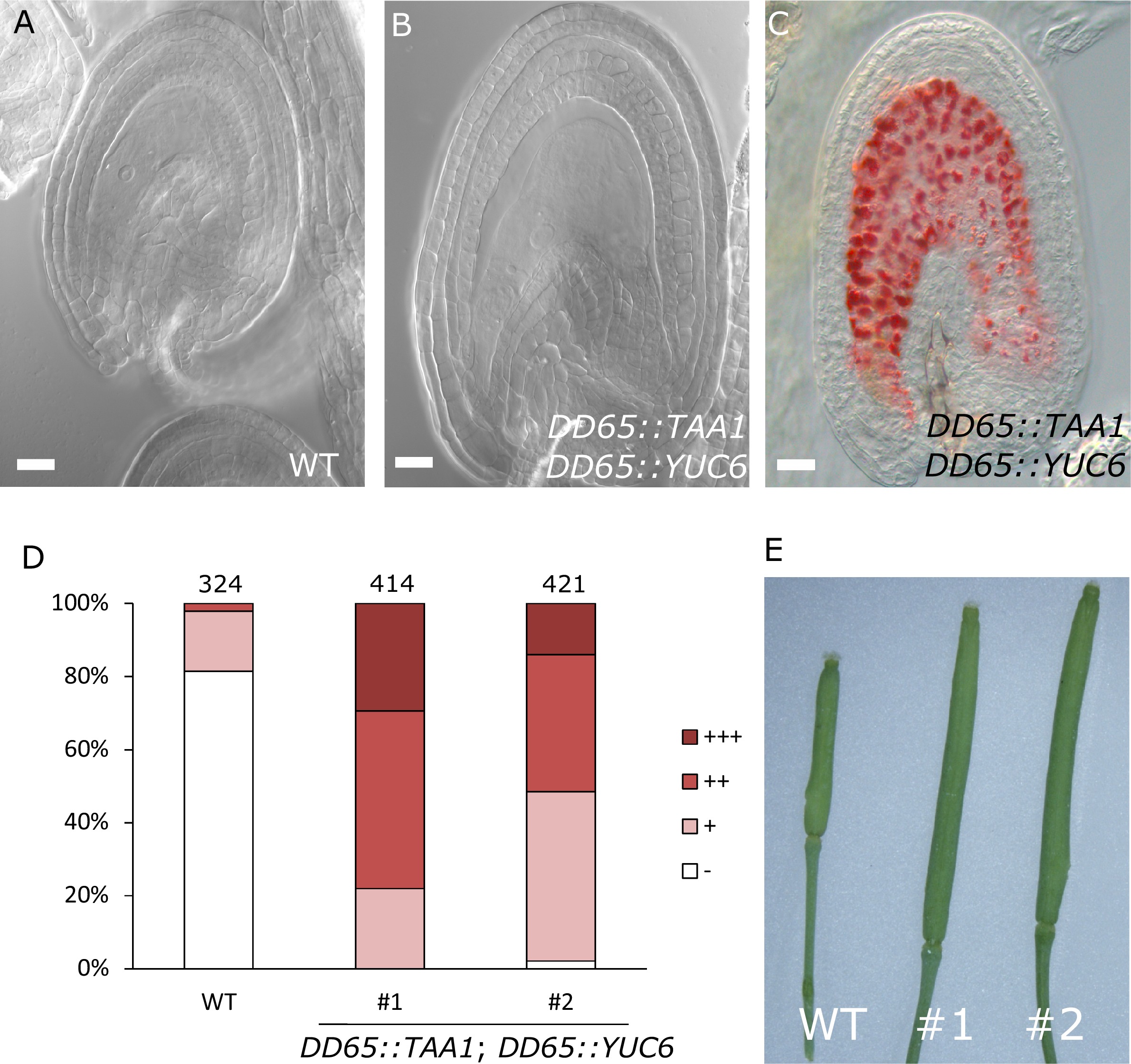 Auxin production in the endosperm drives seed coat development in ...