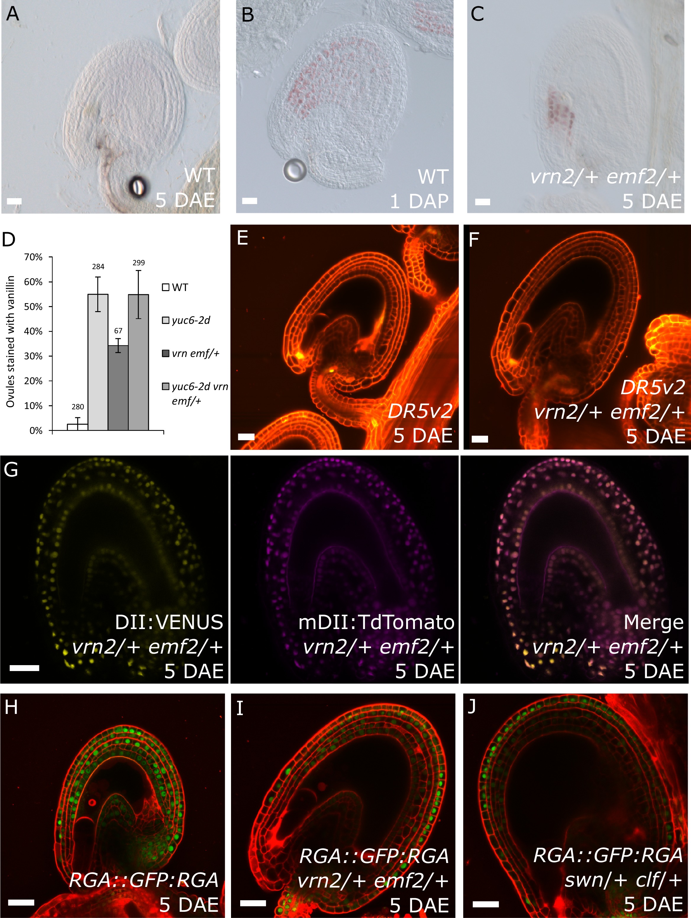 Auxin production in the endosperm drives seed coat development in ...