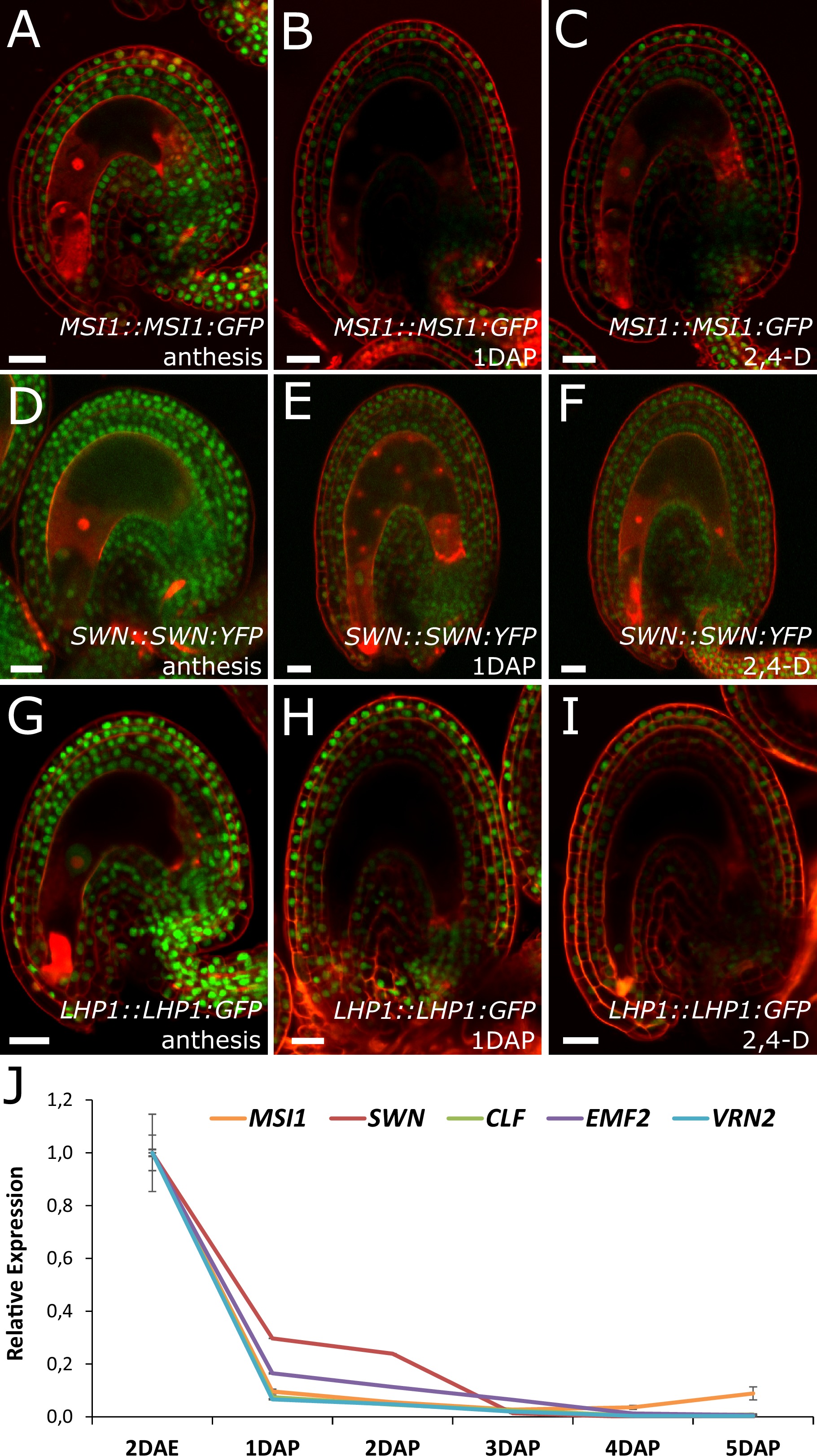 Auxin production in the endosperm drives seed coat development in ...