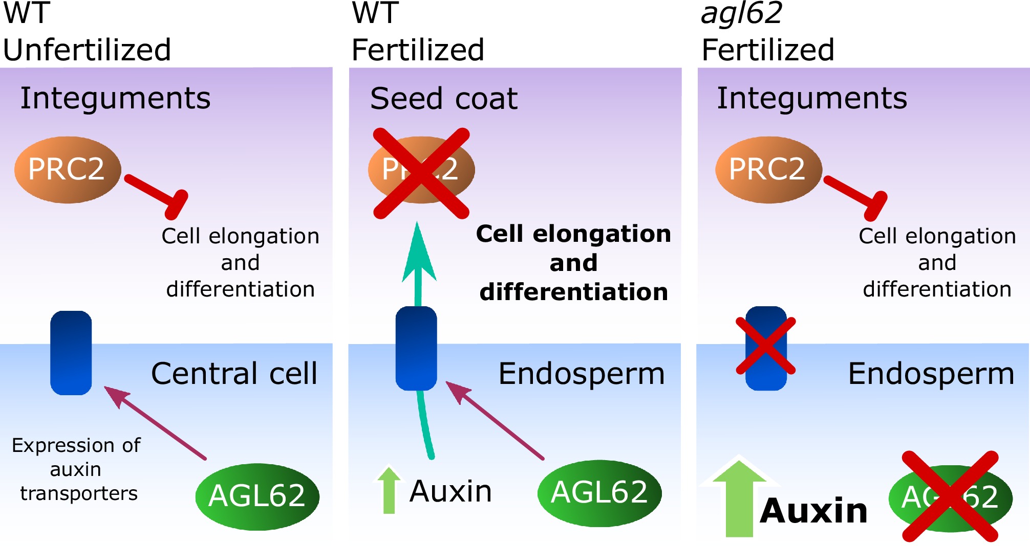 Auxin production in the endosperm drives seed coat development in ...