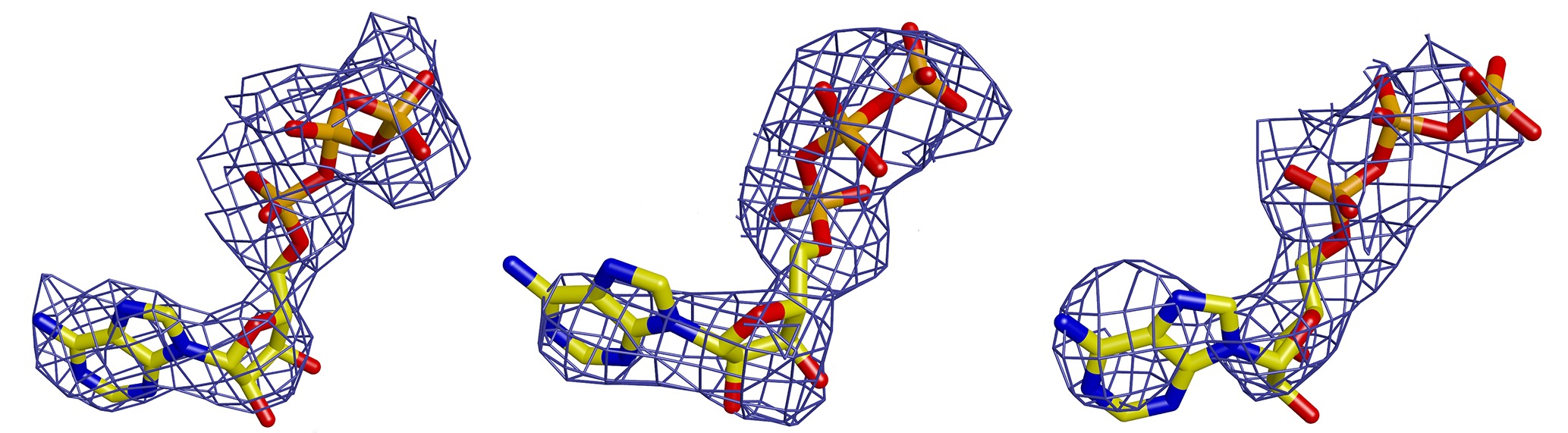 Structure of the active form of human origin recognition complex and ...