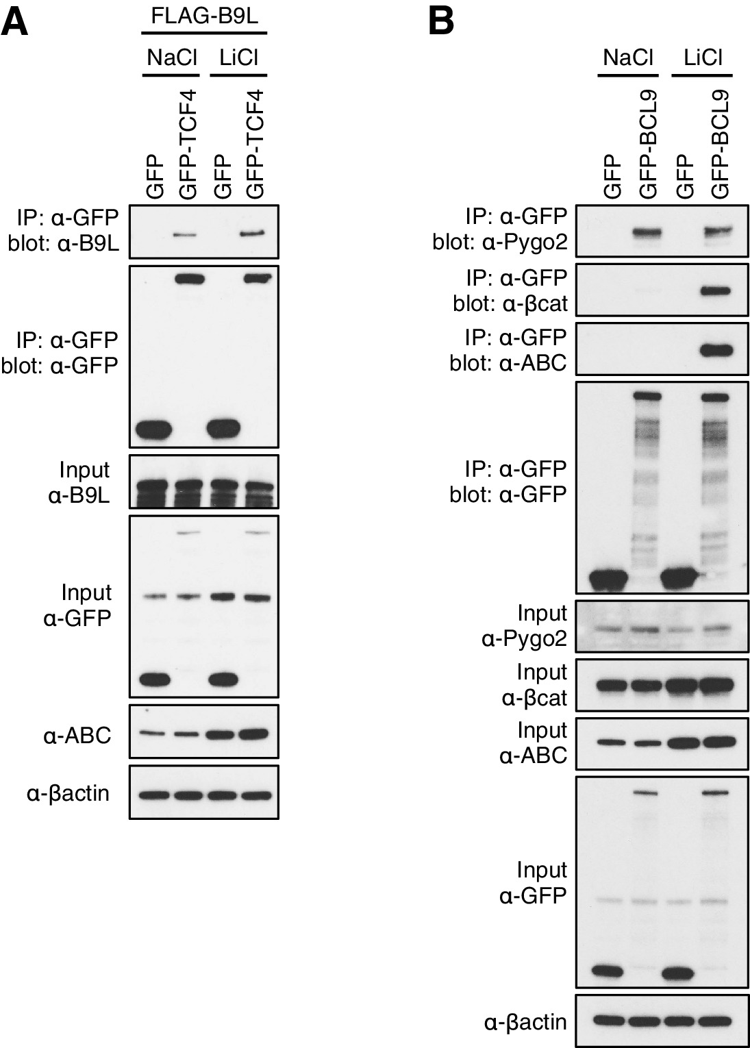 Constitutive scaffolding of multiple Wnt enhanceosome components by ...