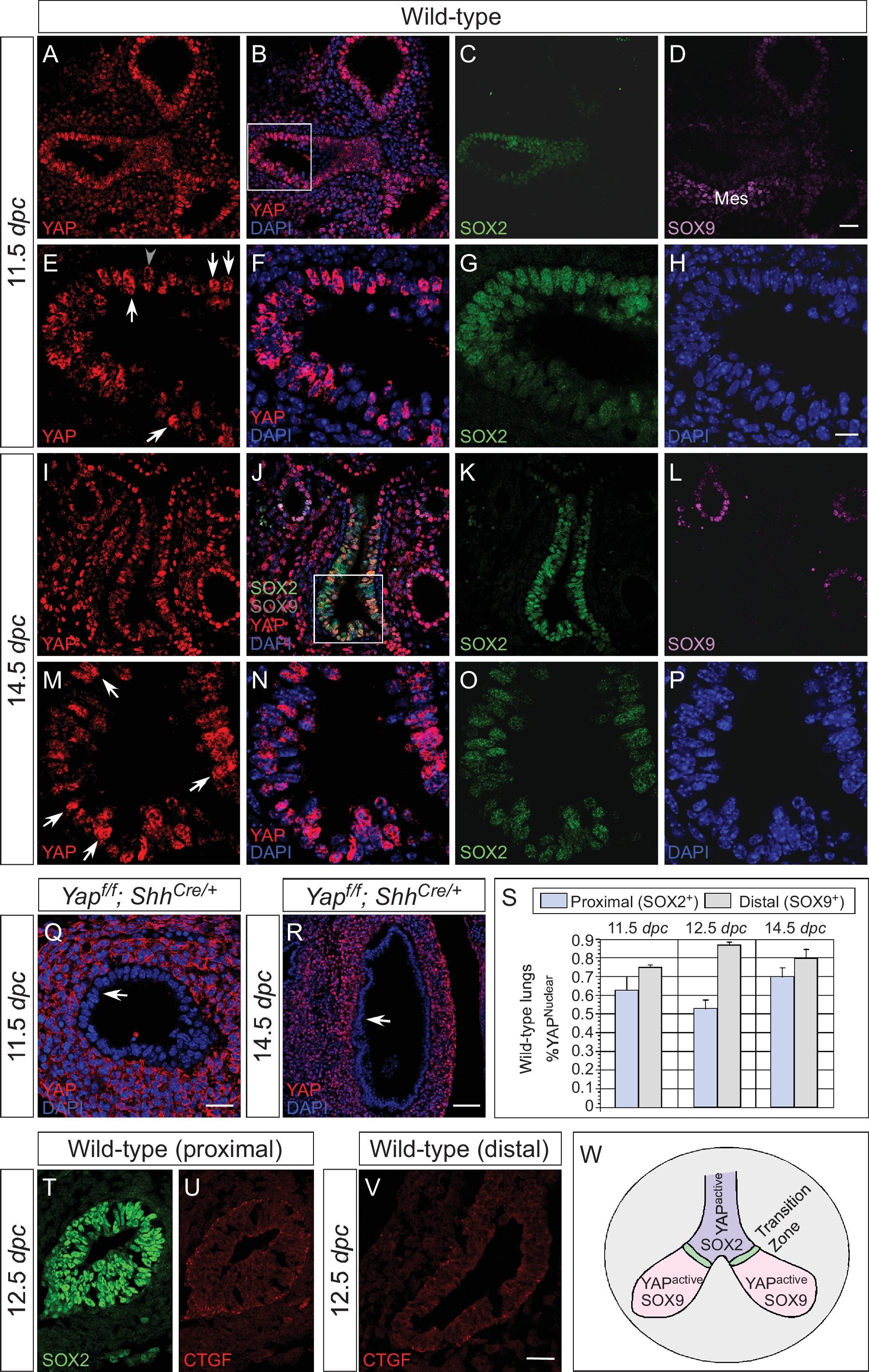 YAP is essential for mechanical force production and epithelial cell ...