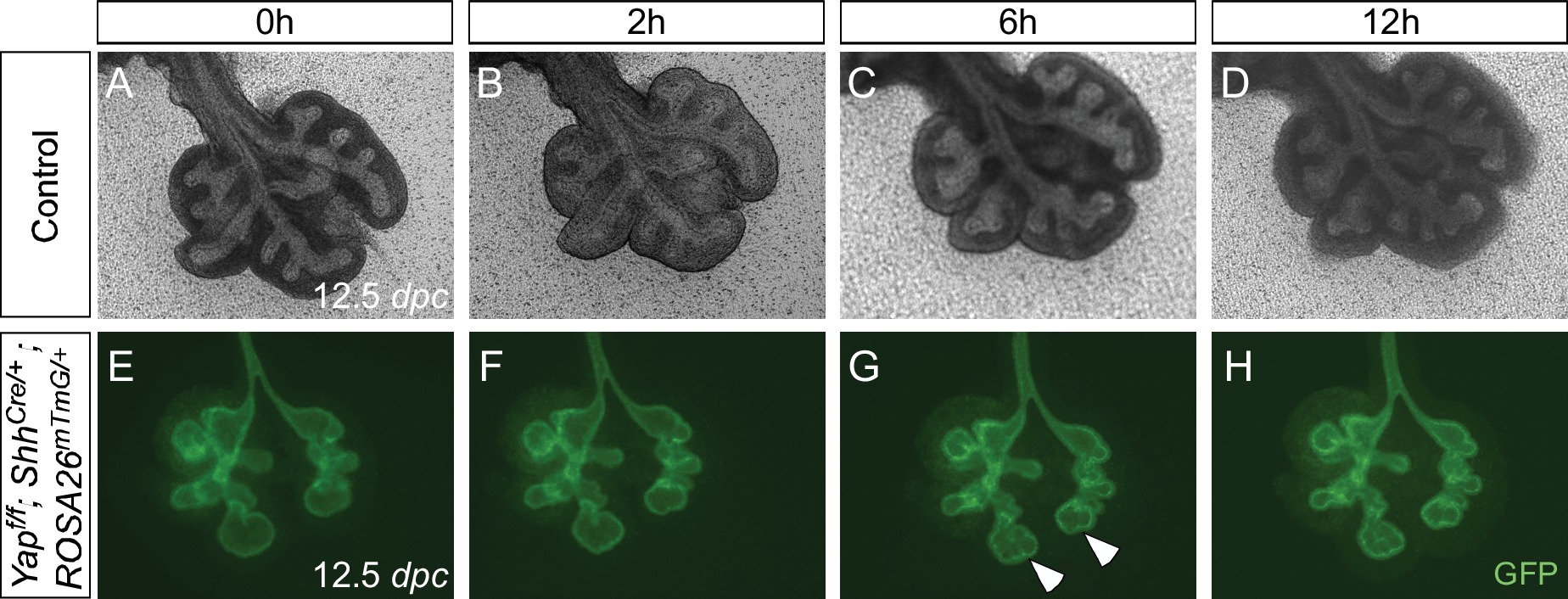 YAP is essential for mechanical force production and epithelial cell ...
