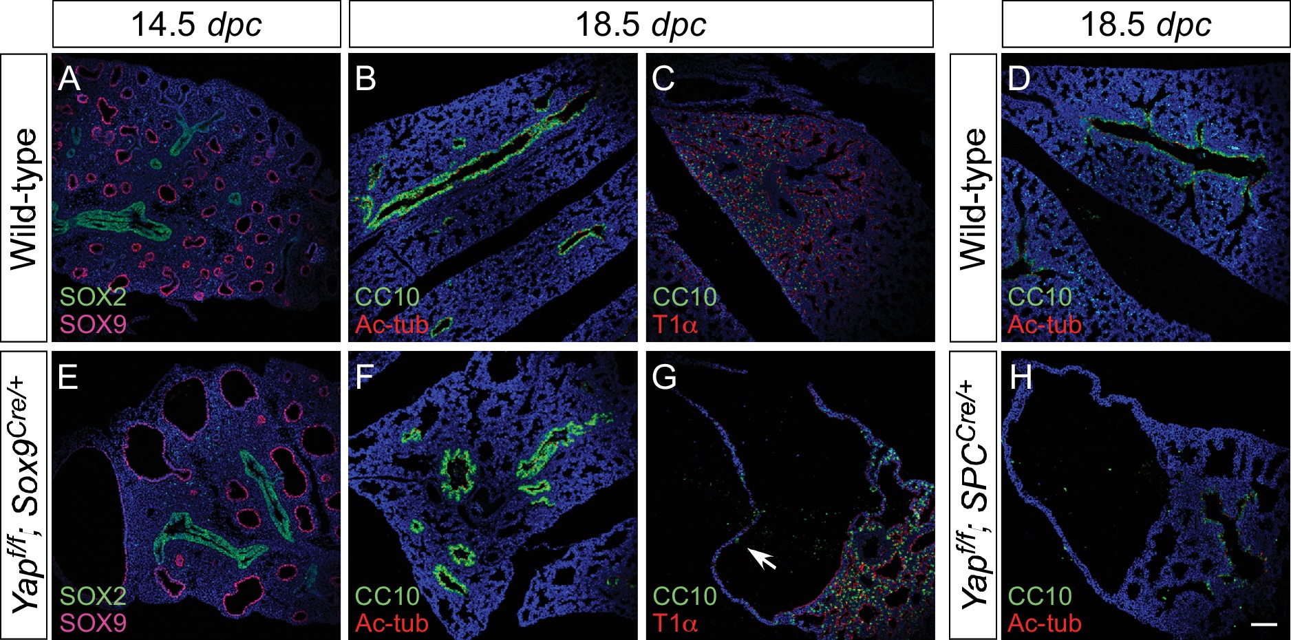 YAP is essential for mechanical force production and epithelial cell ...