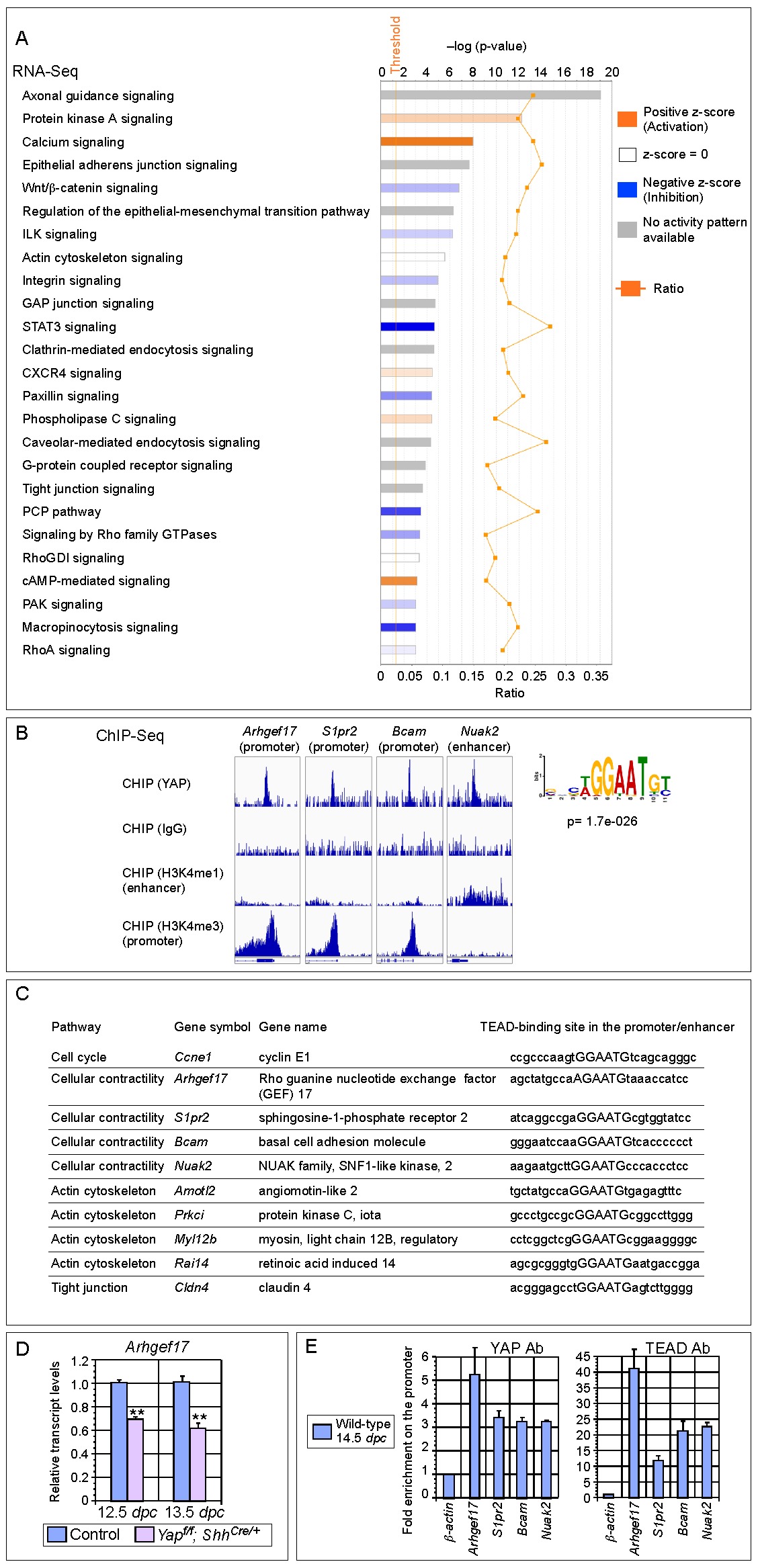 YAP is essential for mechanical force production and epithelial cell ...