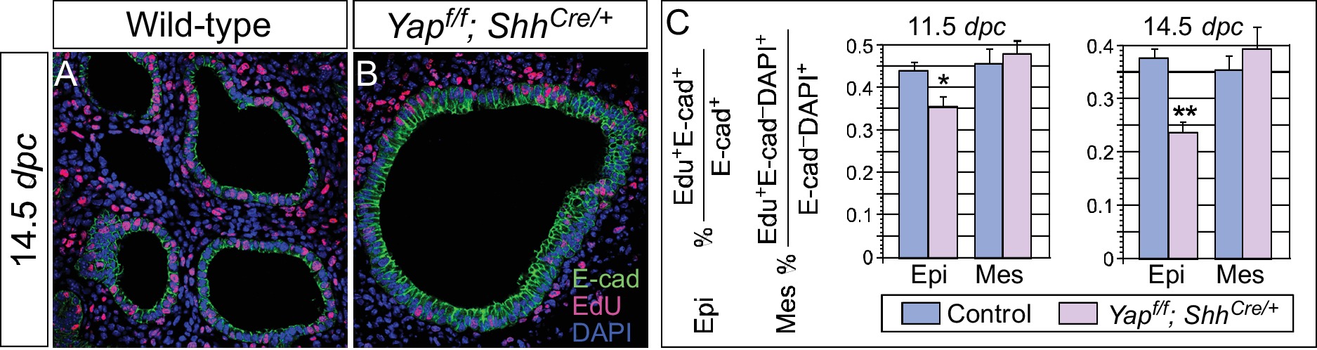 YAP is essential for mechanical force production and epithelial cell ...